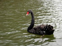 /album/aquaticos/copia-de-cisne-iii-jpg/
